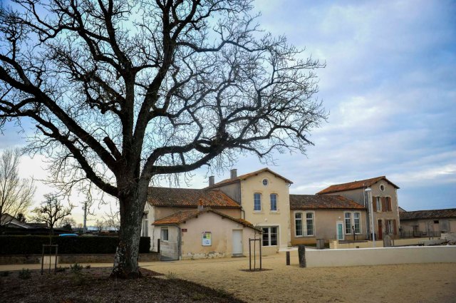 Le Cormier de Saint Germier est en lice pour l'édition 2015 du concours de l'Arbre de l'année.