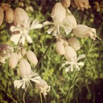 Silène Enflée, fleur des campagnes : son nom vient de Silène, père de Bacchus, Dieu du vin et de l'ivresse