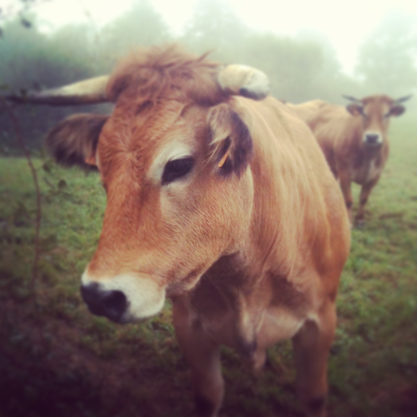 Vache de race parthenaise, typique de la gâtine