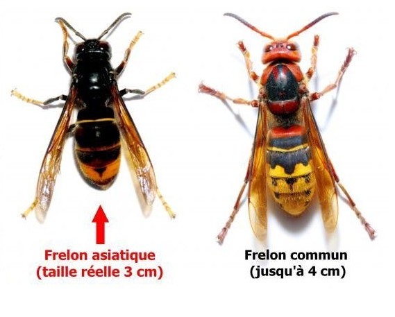 frelon_asiatique_143