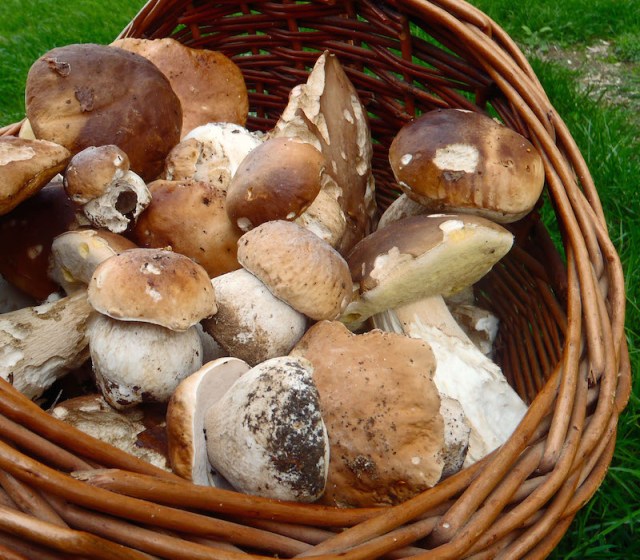 Sortie Champignons avec le CPIE
