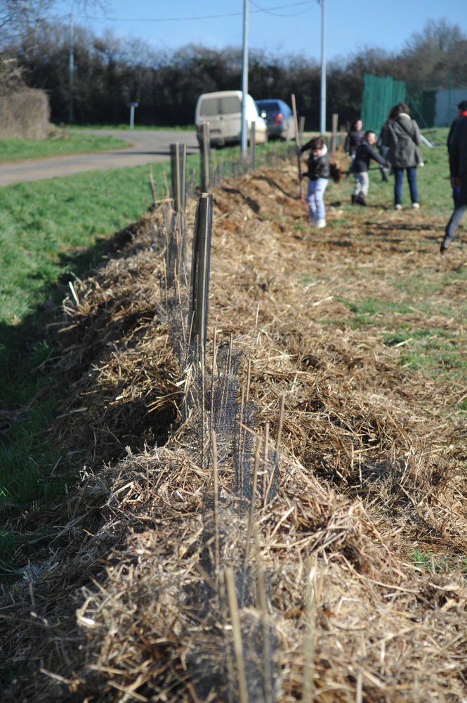 St Germier (79340)-2 mars 2016-2km de haies sont plantées par la commune avec l'aide de la région APCL, du CPIE Gâtine Poitevine et du CSC79 des Forges © Louise Baheux