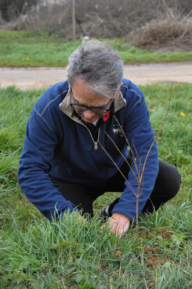 St Germier (79340)-2 mars 2016-Jean-François Lhermitte, maire du village, plante un arbuste © Louise Baheux