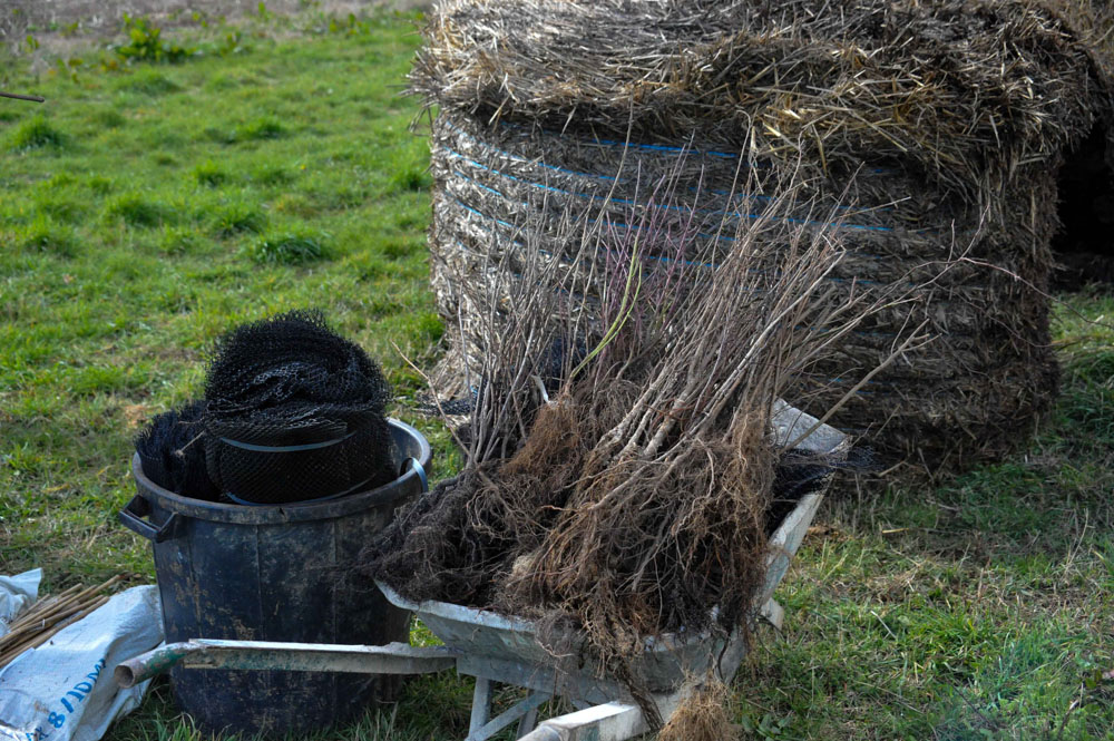 St Germier (79340)-2 mars 2016-Le matériel du chantier de plantation de 2km de haies lancé par la commune © Louise Baheux