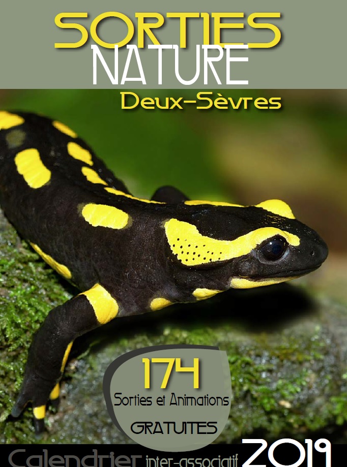 Triton marbré en Deux Sèvres © DSNE